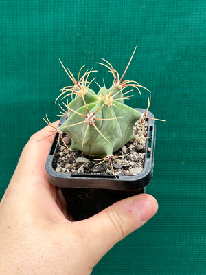 Ferocactus histrix
