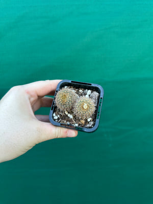 Frailea heliosa