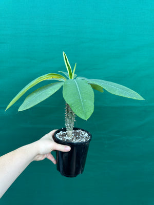 Euphorbia viguieri