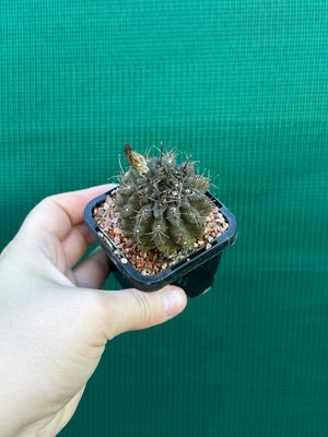 Neochilenia setosiflora