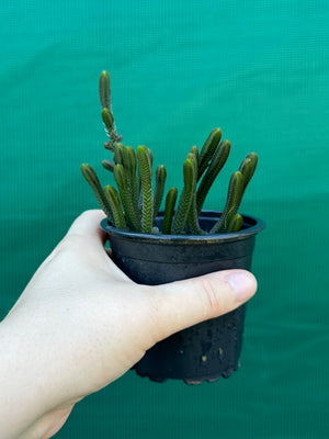 Crassula muscosa