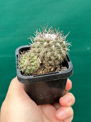 Neochilenia heinricheana x floccosa