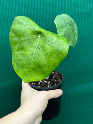 Jatropha podagrica Buddha's Belly