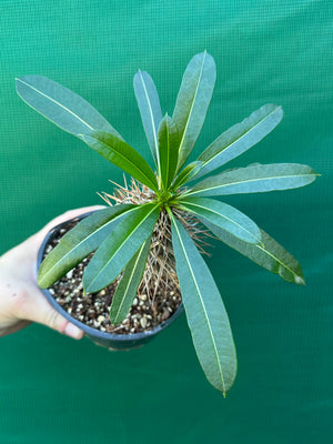 Pachypodium lamerei