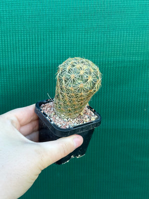 Coryphantha greenwoodii