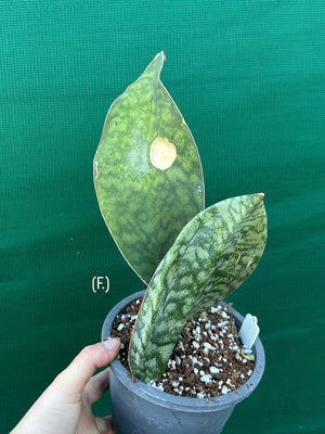 Sansevieria Masoniana ‘Mason’s Congo Paddle’