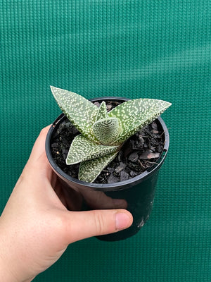 Gasteria ‘White Spot’