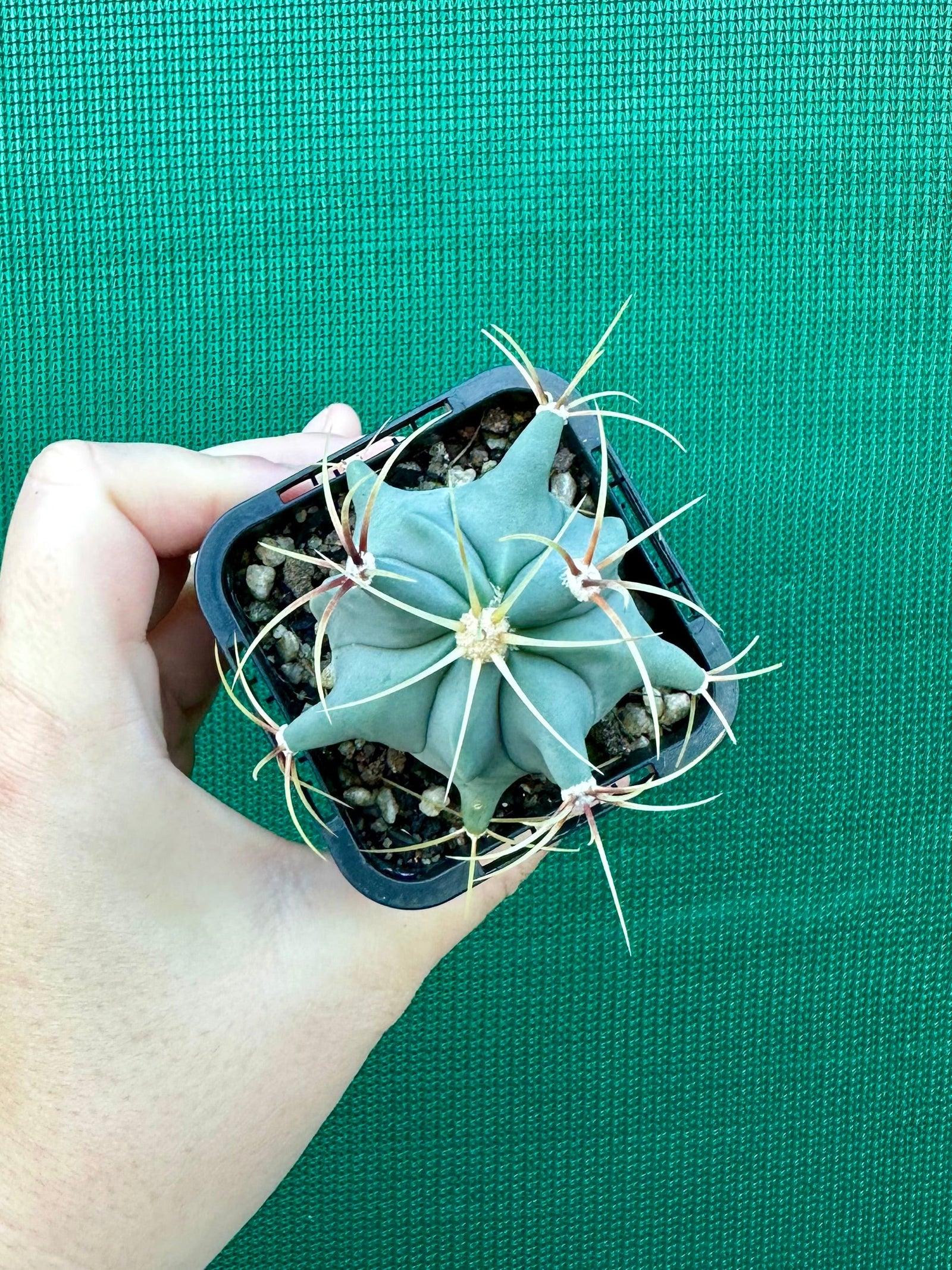 Ferocactus histrix