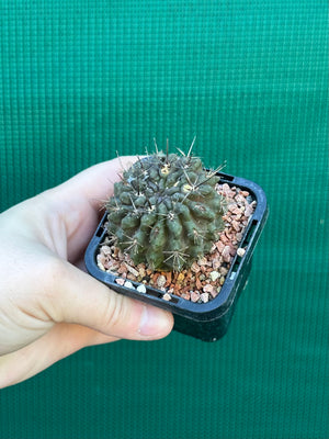 Neoporteria curvispina