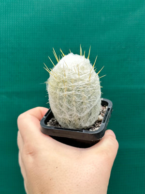 Espostoa melanostele