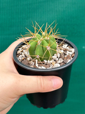 Echinopsis pasacana