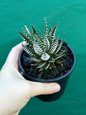 Haworthia fasciata ‘Japanese Super Clone’