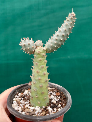 Tephrocactus Articulatus var diadimatus