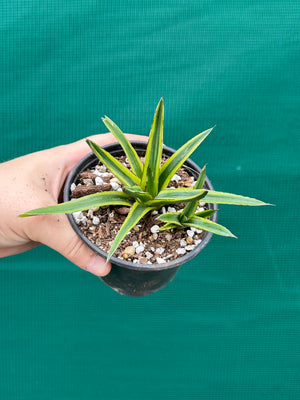 Agave victoriae reginae variegata
