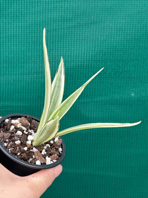 Sanseveria parva