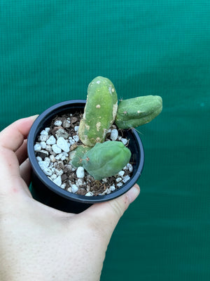 Trichocereus bridgesii