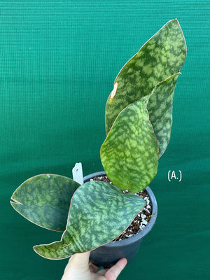Sansevieria Masoniana ‘Mason’s Congo Paddle’