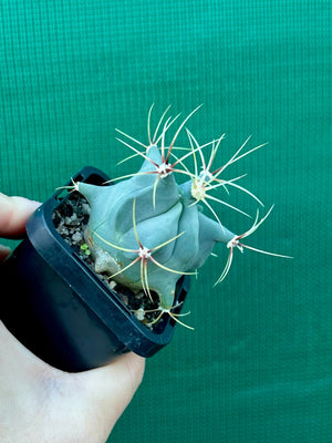 Ferocactus histrix