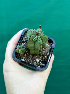 Euphorbia anoplia