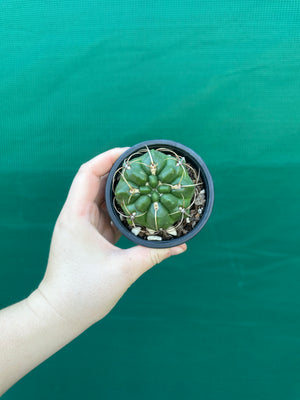 Gymnocalycium monvillei