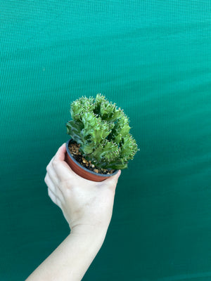 Crested Euphorbia lactea cristata