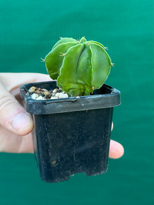Astrophytum myriostigma kohyo