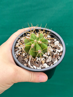 Echinopsis pasacana