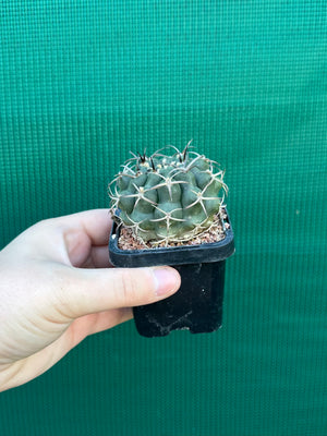 Gymnocalycium delaetii