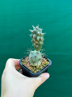 Tephrocactus alexanderii