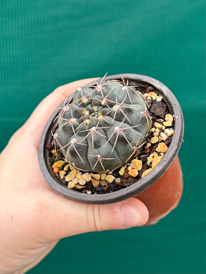 Gymnocalycium