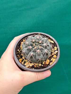 Gymnocalycium