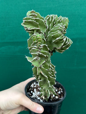 Euphorbia kibwezensis