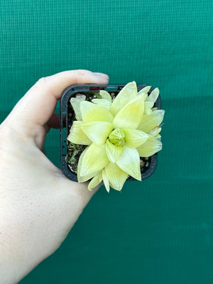 Haworthia xantha ‘Gold’