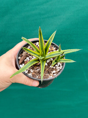 Agave victoriae reginae variegata