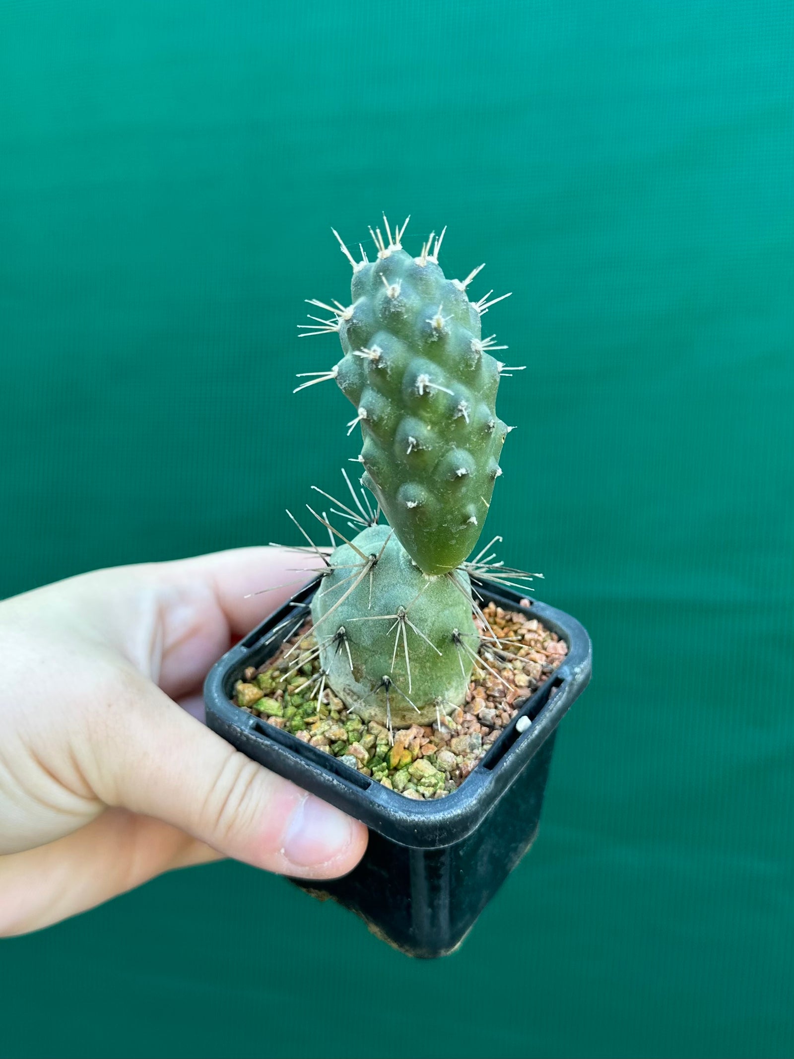 Tephrocactus alexanderii
