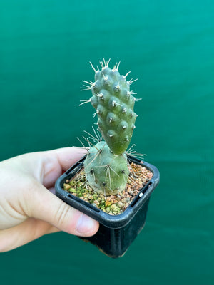 Tephrocactus alexanderii