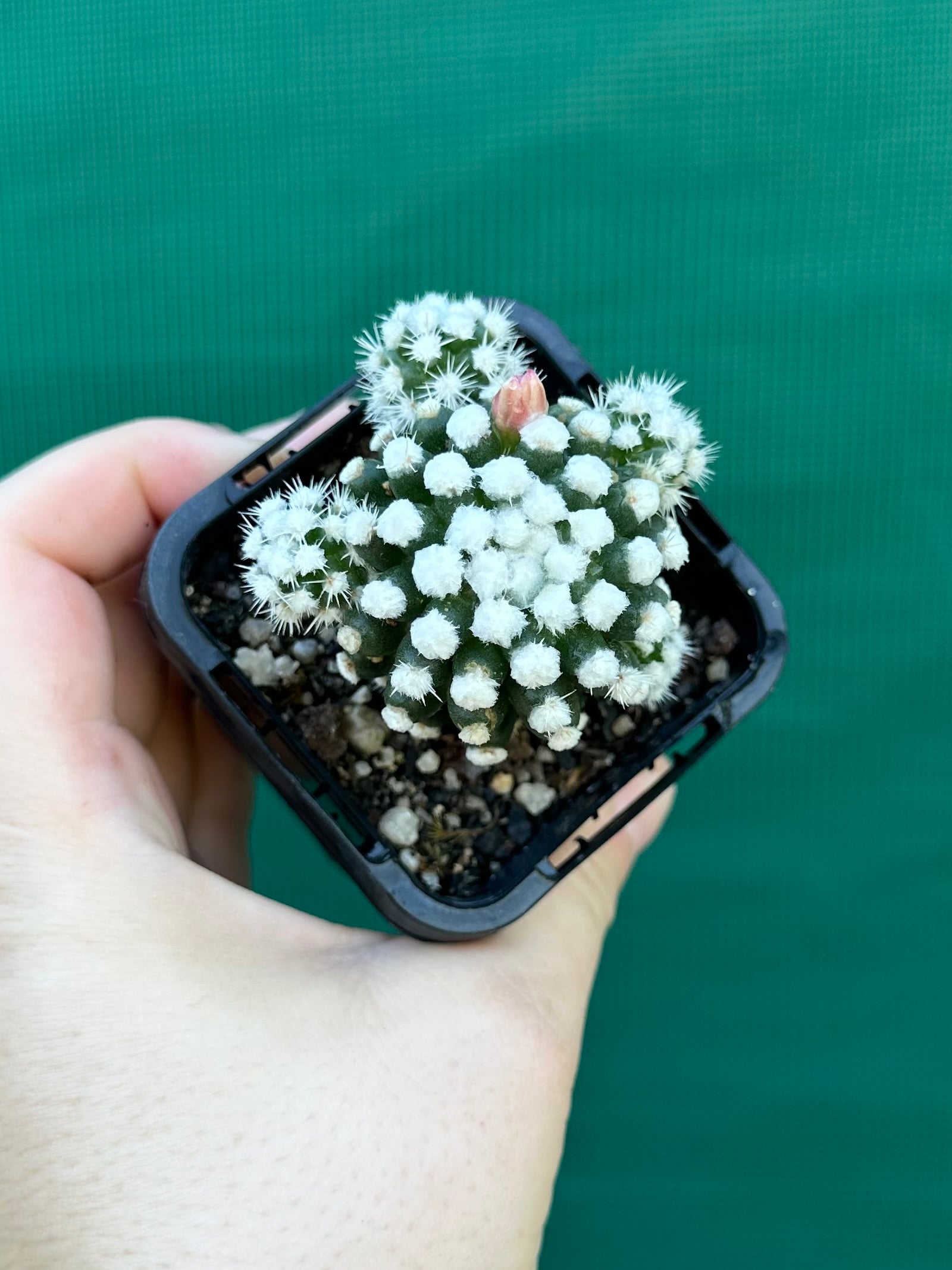 Mammillaria vetula ‘Oruga’
