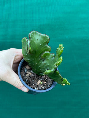 Euphorbia alluaudii crest