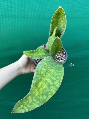 Sansevieria Masoniana ‘Mason’s Congo Paddle’