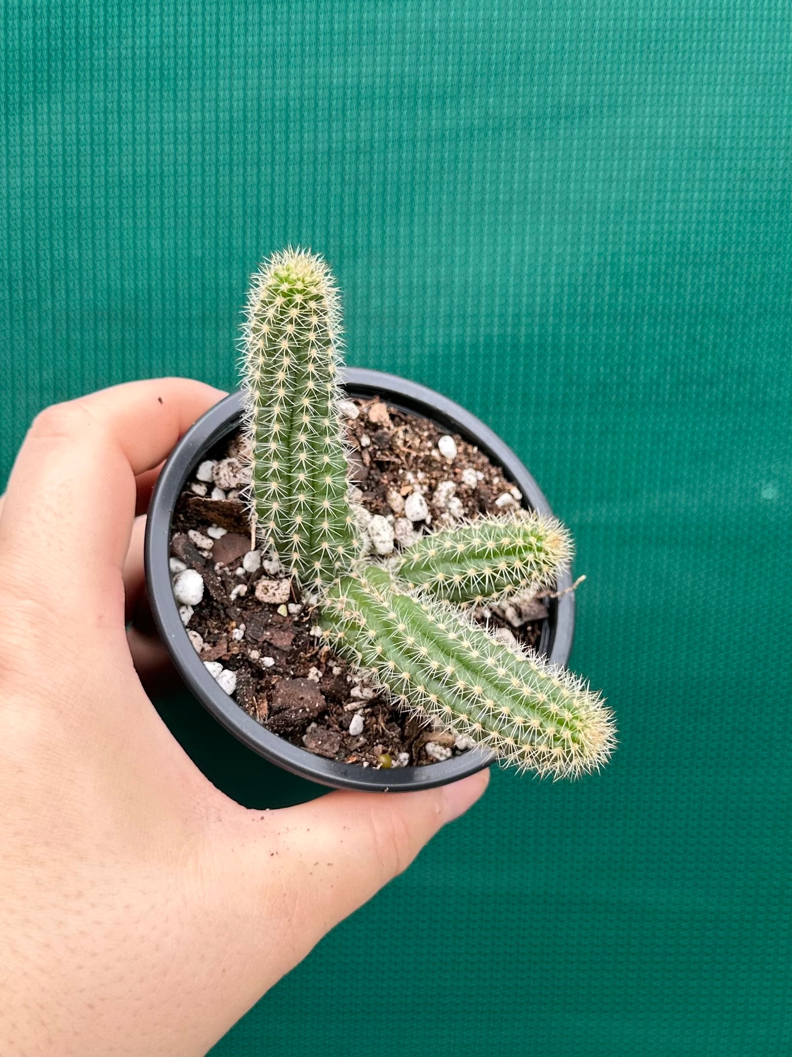 Echinopsis Chamaecereus Peanut Cactus