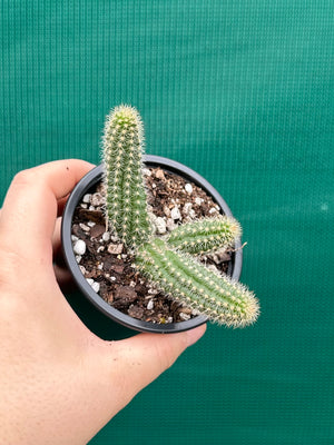 Echinopsis Chamaecereus Peanut Cactus