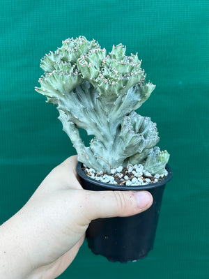 Crested Euphorbia lactea cristata