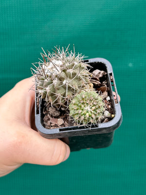 Neochilenia heinricheana x floccosa