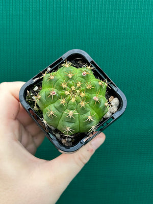 Gymnocalycium anisitsii ssp. damsii
