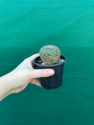 Sulcorebutia arenacea