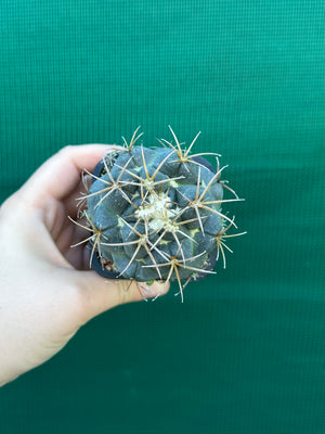 Coryphantha elephantidens