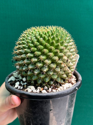 Mammilaria marksiana
