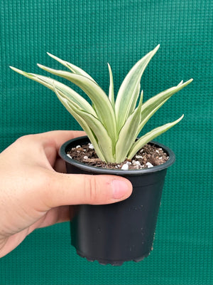 Sanseveria parva