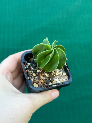 Astrophytum myriostigma kohyo