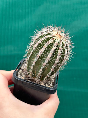 Echinopsis haku jo